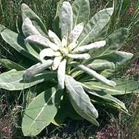imgi_13_i-mullein