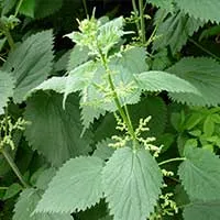 imgi_16_i-stinging