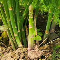 imgi_18_i-asparagus